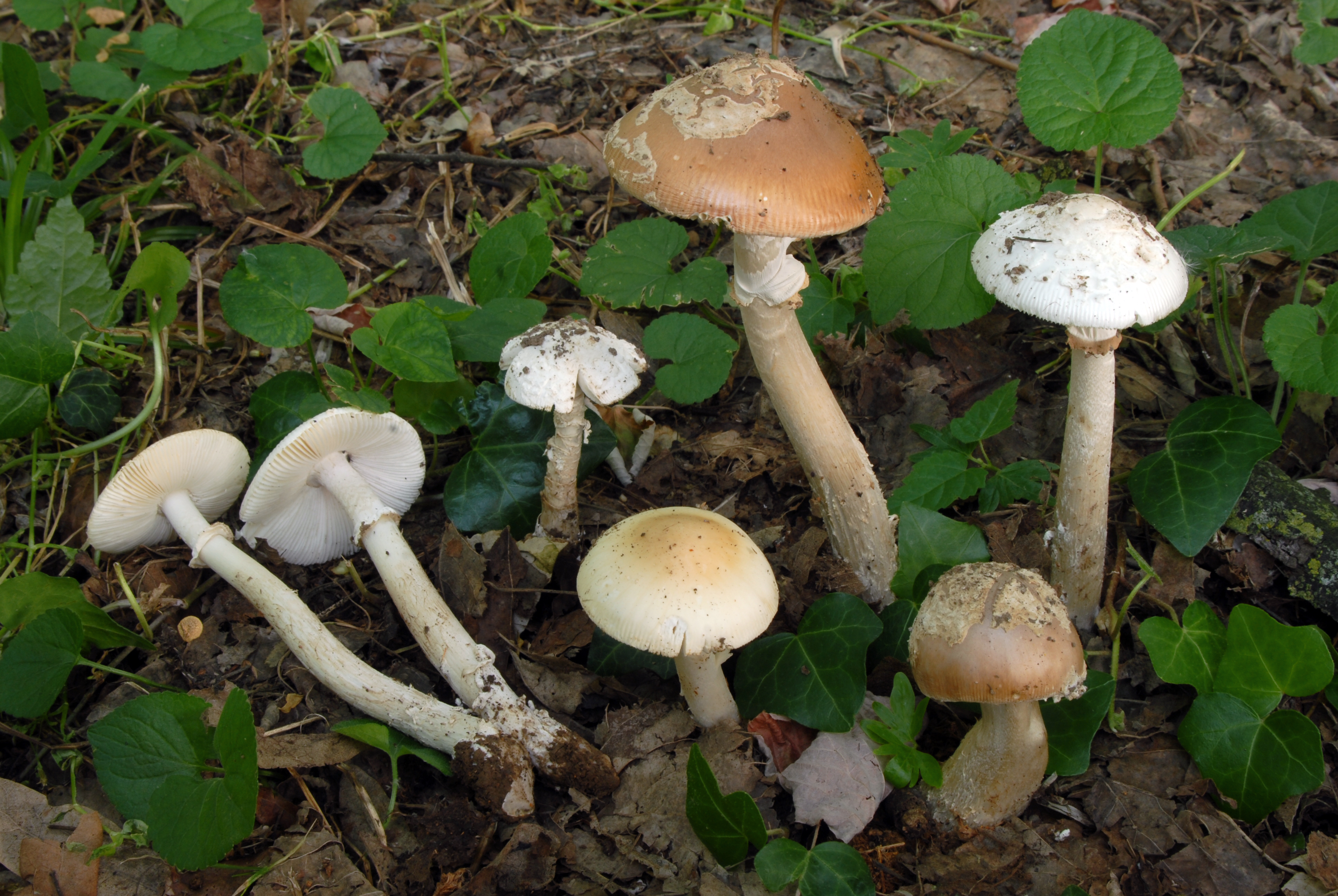Foto Amanita eliae